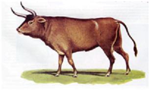 bos taurus ibericus